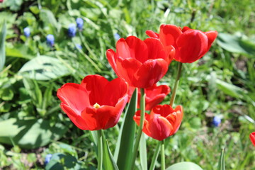 red tulips in spring