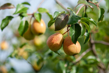 Ripe pears on a branch against a background of green foliage on a sunny day.