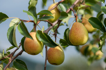 Ripe pears on a branch against a background of green foliage on a sunny day.