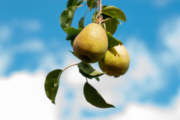 Ripe pears on a branch against the blue sky