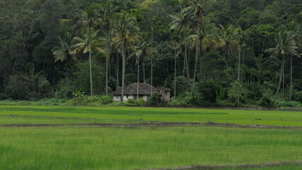 rice field