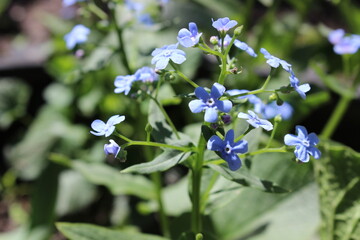 forget me not flower