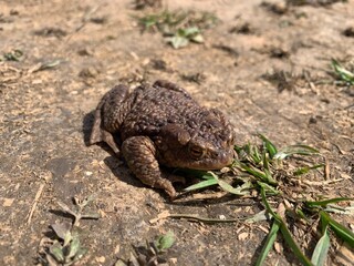 frog in the grass