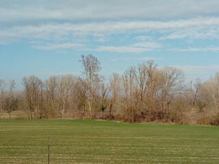 trees in the field