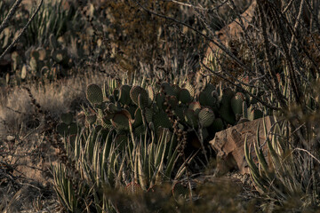 Nopales en el desierto