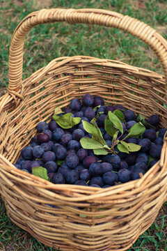 Damson Plums Just Harvested