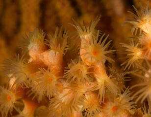 Savalia lucifica, Zoanthid Anemone