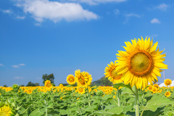 Landscape of natural sunflowers field blooming on blue sky background