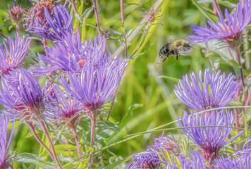 Bumble bee flying among purple aster flowers in sunny meadow closeup nobody