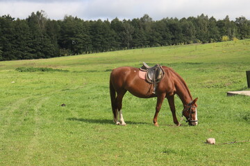 horse in rural field near mill
