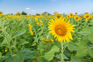 Landscape of natural sunflowers field blooming on blue sky background