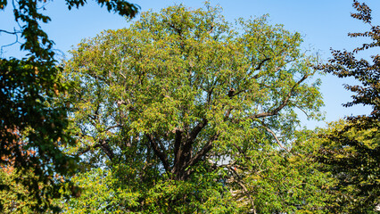 Flora, Köln, Garten, Park, Blumen, Bäume, Parkanlage, botanischer Garten, Wiese,