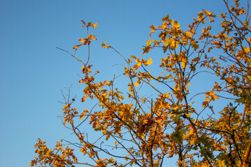 yellow autumn leaves on tree branches against a blue sky