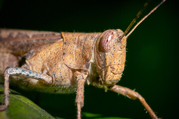 Grasshopper