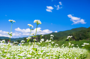 そばの畑の白い花