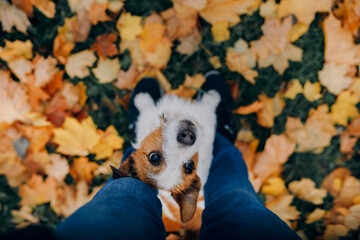 dog in yellow leaves. sweet jack russell terrier in nature in autumn park