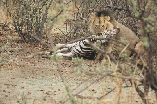 Lion hunts zebra