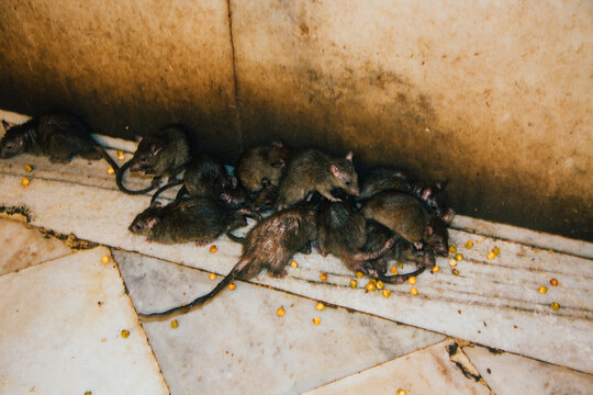 Rat Temple in Rajasthan India.