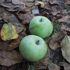 apples on the ground