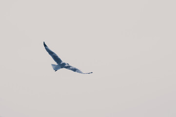 Seagull flying in the sky. Selective focus