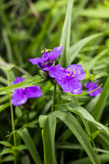 flowers in the garden