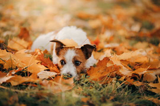 dog in yellow leaves. sweet jack russell terrier in nature in autumn park