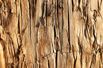 The light wood texture was shot in macro style. Abstract photo was made for your natural design.