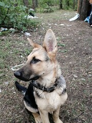 german shepherd dog