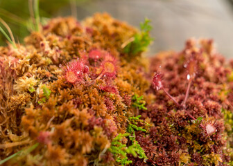 traditional bog vegetation with grass, mosses and lichens in the rain, foggy and rainy background