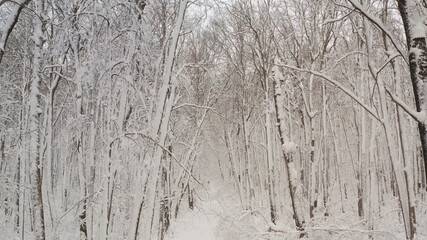 Obraz premium Birch forest in the snow. getting through winter forest trees. Inside there is a winter forest with snow-covered trees. Fairy forest with snow on the trees.
