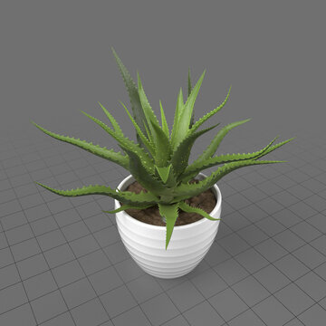 Succulent in pot