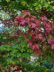 autumn fall colors foliage leaves red green
