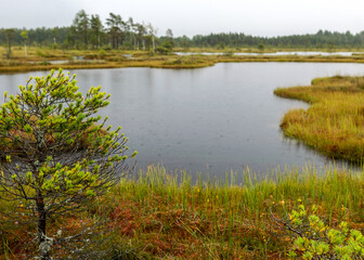 Rainy and gloomy day in the bog, texture of raindrops on the surface of a dark bog lake, wet trees, grass and bog moss, foggy and rainy background