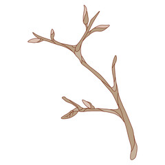 Botanical illustration. Flower arrangement. Floral decor with flowers. 
