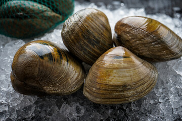 live babies in shells on ice on a black background
