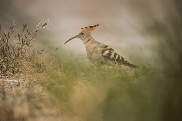 Upupa epops en primeros planos. © Pau Buera