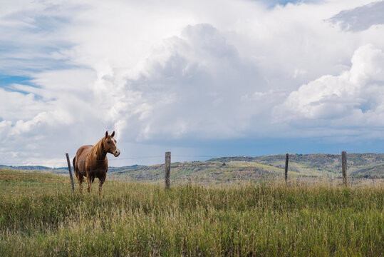 horse in beautiful scenery