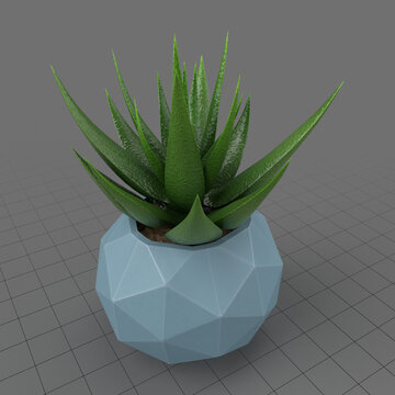 Succulent in planter