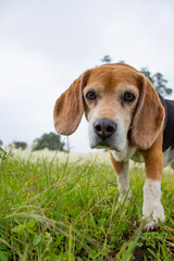 Portrait of a cute senior beagle walking in a grassy field