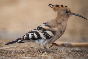Upupa epops en primeros planos. © Pau Buera