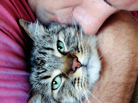 Man hugging his tabby cat and she looks really annoyed