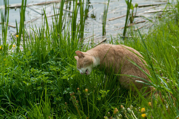 cat eats grass