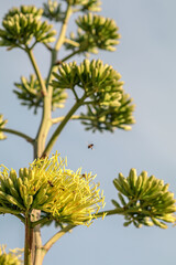 Flores en el desierto con abejas