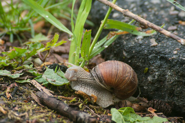 snail eating