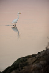 Garza Blanca (Ardea Alba) en una puesta de sol.