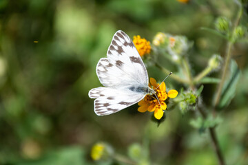 Obraz premium A beautiful white butterfly on a yellow flower