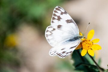 A beautiful white butterfly on a yellow flower