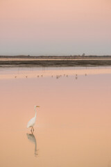 Garza Blanca (Ardea Alba) en una puesta de sol.