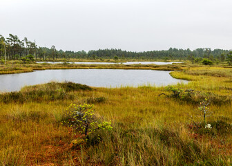 Rainy and gloomy day in the bog, traditional bog landscape with wet trees, grass and bog moss, foggy and rainy background