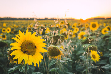 Rural landscape of field of blooming golden sunflowers while sunset